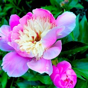 Meet your Posher, Lindsay